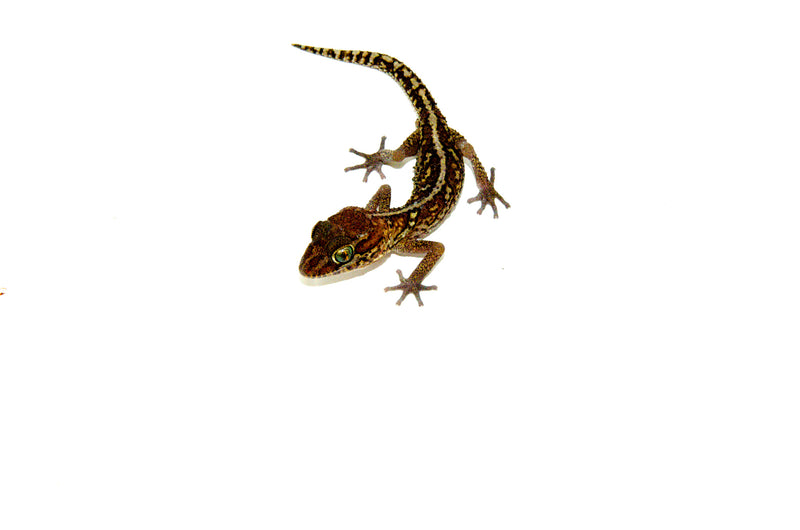 Pictus Ground Gecko (Paroedura pictus)