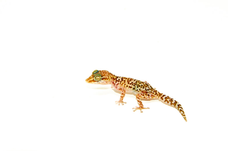 Bastard's Ground Gecko (Paroedura bastardi)