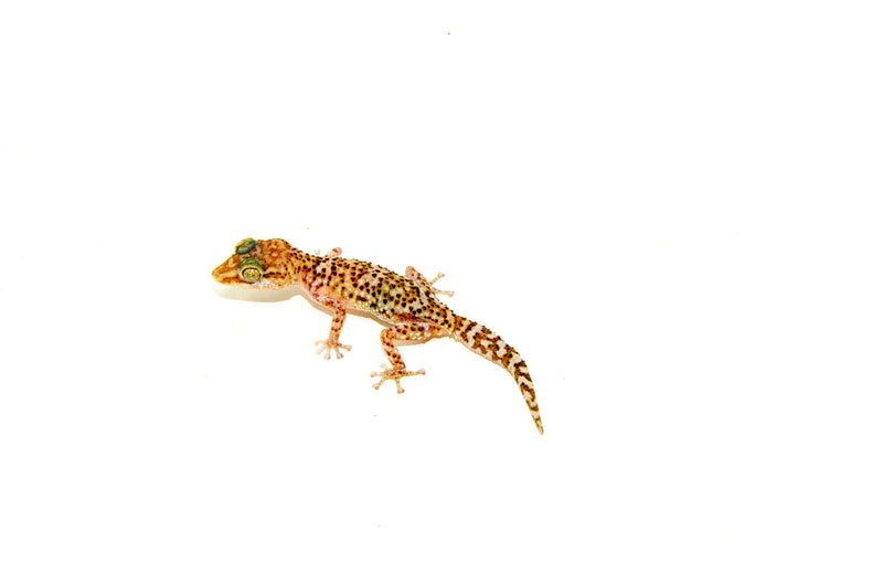 Bastard's Ground Gecko (Paroedura bastardi)