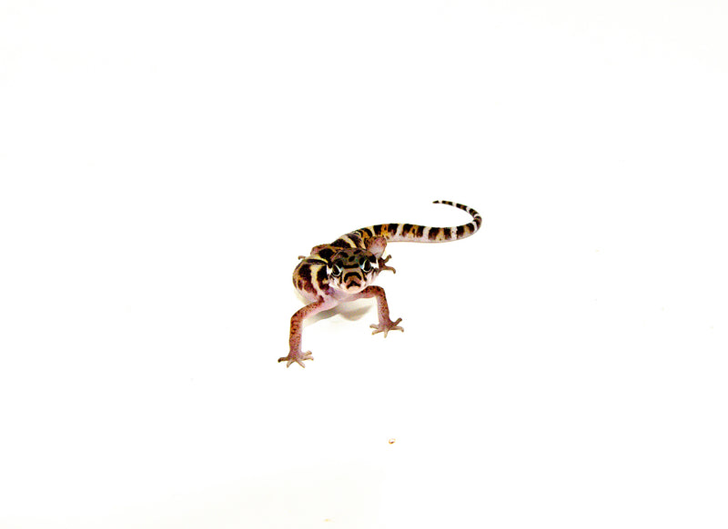 Central American Banded Geckos (Coleonyx mitratus)