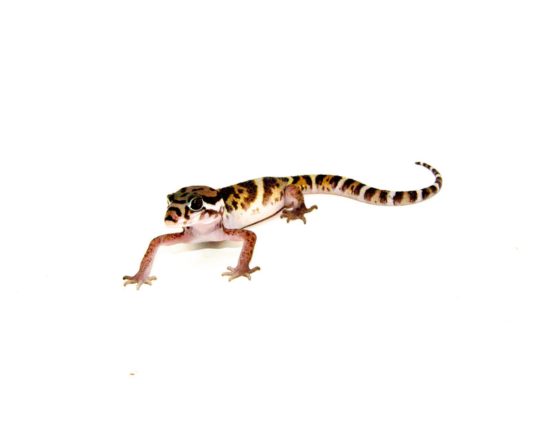 Central American Banded Geckos (Coleonyx mitratus)