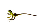 Green Basilisk Babies (Basiliscus plumifrons)
