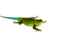 Emerald Swift (Sceloporus malachiticus)