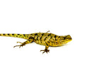 Emerald Swift (Sceloporus malachiticus)