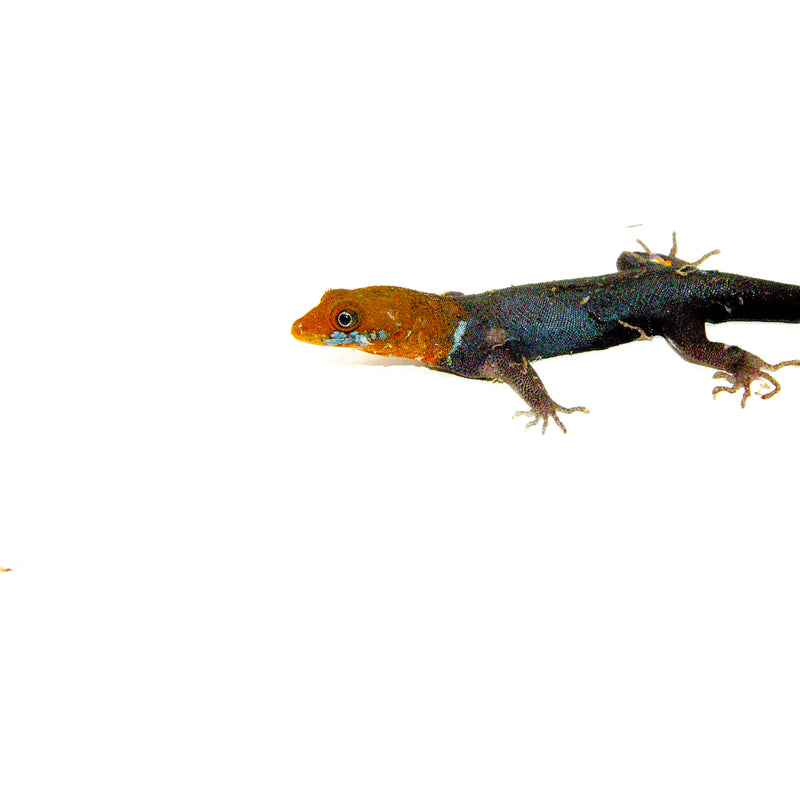 Yellow-headed Dwarf Rainforest Geckos (Gonatodes albogularis)