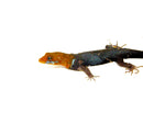 Yellow-headed Dwarf Rainforest Geckos (Gonatodes albogularis)