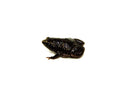 Eastern Narrowmouth Toads (Gastrophryne carolinensis)