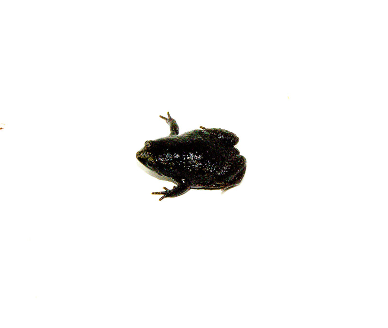 Eastern Narrowmouth Toads (Gastrophryne carolinensis)
