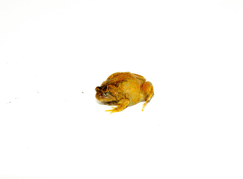 Burmese squat frog (Calluella guttulatus)