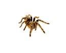 Striped Knee Tarantulas (Aphonopelma seemanni)