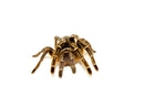 Striped Knee Tarantulas (Aphonopelma seemanni)