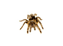 Striped Knee Tarantulas (Aphonopelma seemanni)