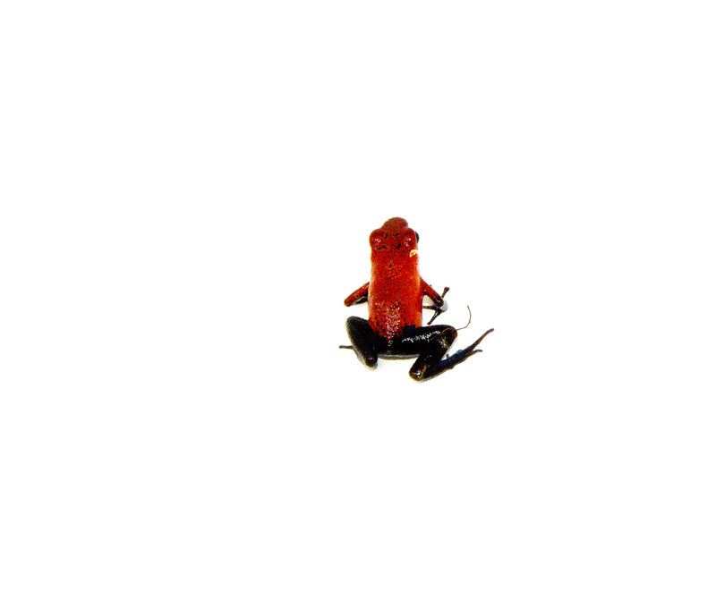 Strawberry Poison Dart Frogs (Oophaga pumilio)