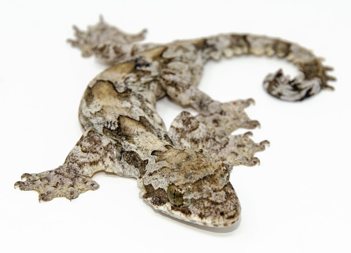 Flying Geckos For Sale | American Reptile Distributors