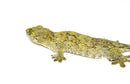Giant Halmahera Gecko (Gehyra marginata)