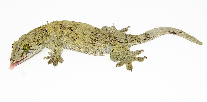 Giant Halmahera Gecko (Gehyra marginata)