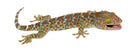 Tokay Gecko (Gekko gecko)