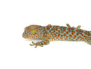 Tokay Gecko (Gekko gecko)