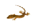 White Lined Gecko (Gekko vittatus)