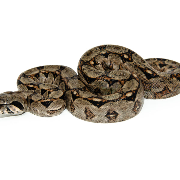 Central American Boa Constrictor For Sale | American Reptile