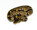 Baby Ball Python (Python regius)