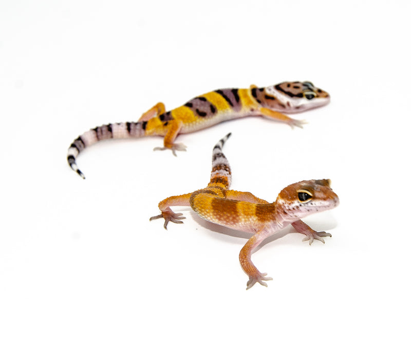 Fancy Baby Leopard Geckos (Eublepharis macularius)