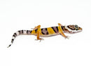 Fancy Baby Leopard Geckos (Eublepharis macularius)