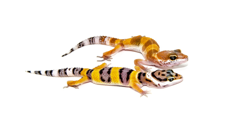 Fancy Baby Leopard Geckos (Eublepharis macularius)