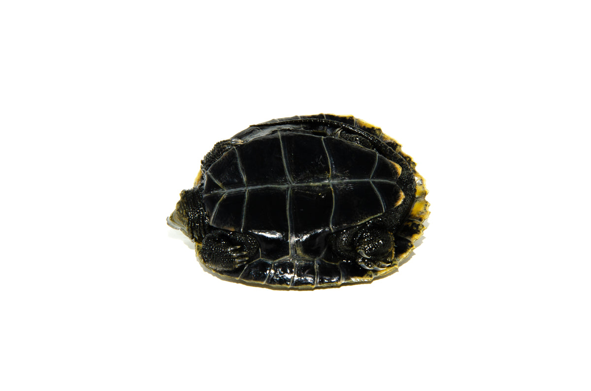【超希少】138本限定 三郎丸蒸留所 BLACK TURTLE DSC_6511_1200x.jpg?v=1564799592