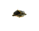 Southern Painted Turtle Baby (Chrysemys picta dorsalis)