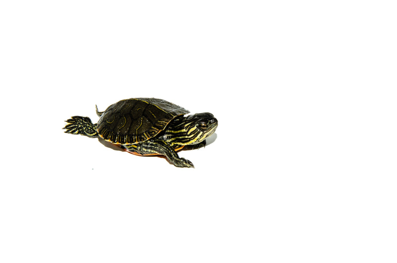 Western Painted Turtle Baby (Chrysemys picta)