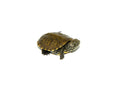 European Pond Turtle (Emys orbicularis)