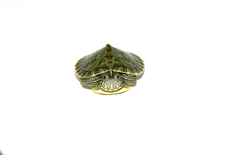Heiroglyphic River Cooter Turtle Baby (Pseudemys concinna)