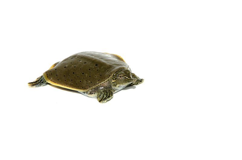 Spiny Softshell Turtle Baby (Apalone spinifera)
