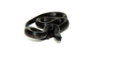 Mexican Black Kingsnake (Lampropeltis getula nigrita)