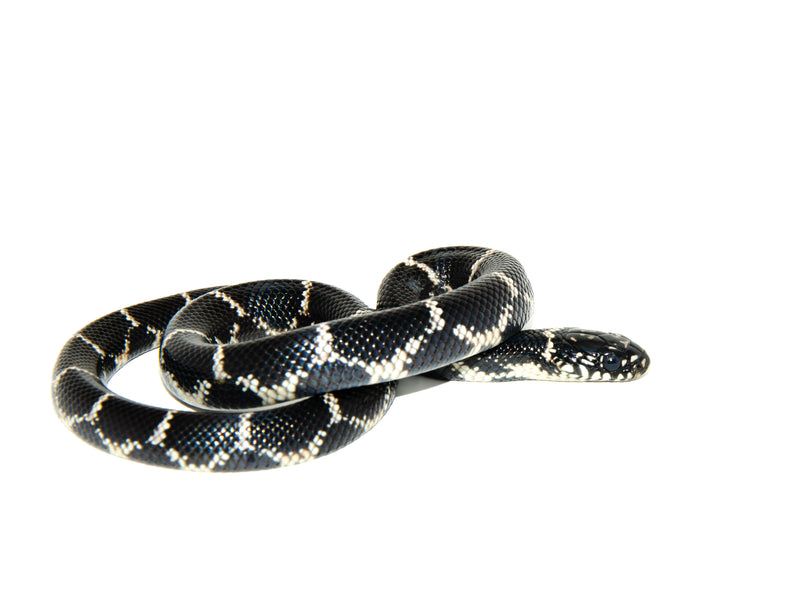 Eastern King Snake (Lampropeltis Getula)