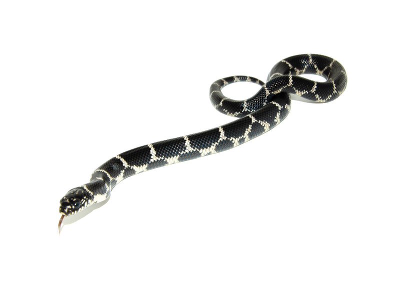 Eastern King Snake For Sale American Reptile Distributors