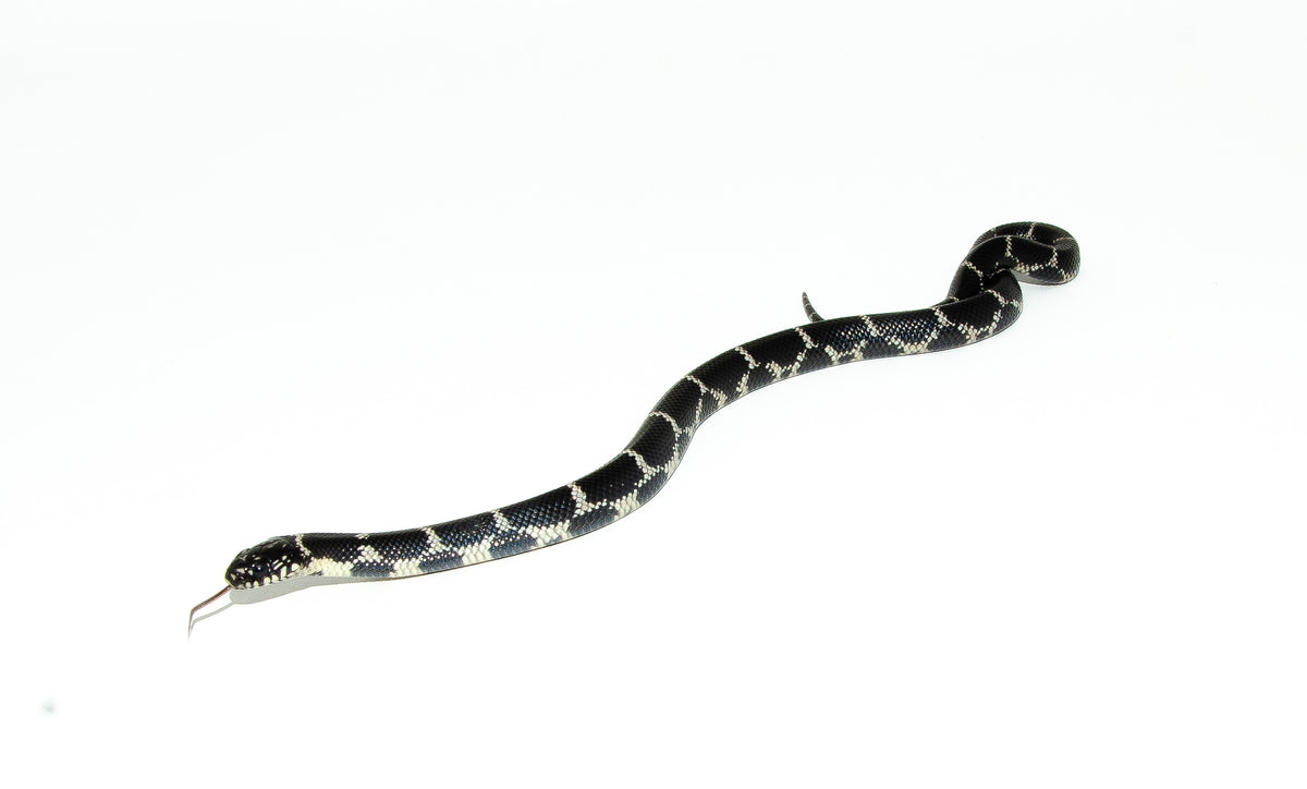 Eastern King Snake For Sale | American Reptile Distributors Eastern King Snake For Sale | American Reptile Distributors