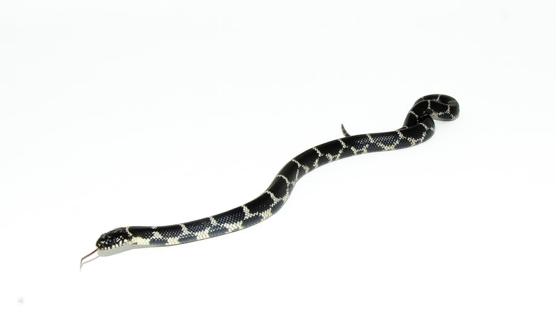 Eastern King Snake (Lampropeltis Getula)