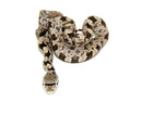 Grey Rat Snake (Pantherophis spiloides)