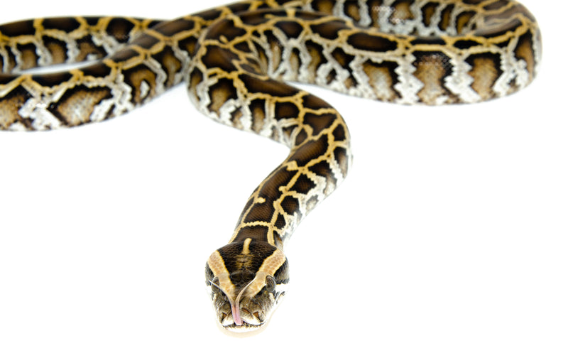 Burmese Python (Python bivittatus)