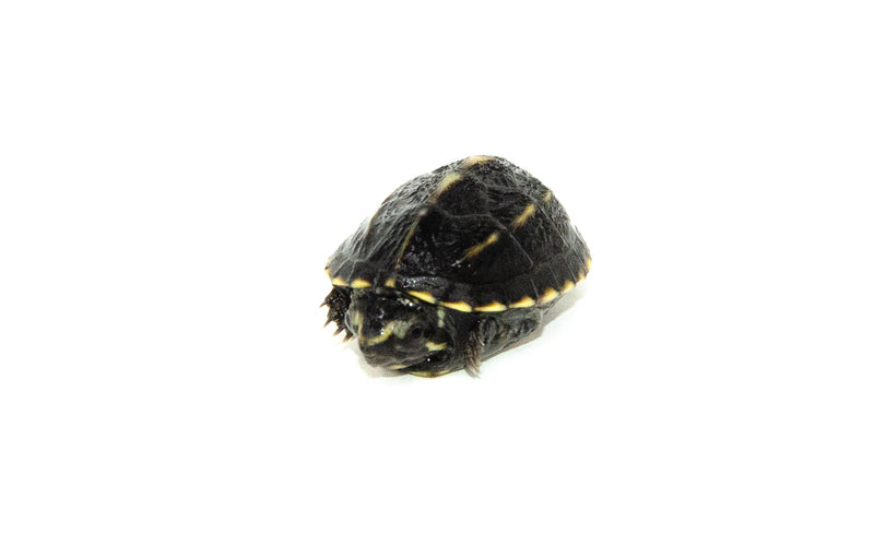 Three Striped Mud Turtle Baby (Kinosternon baurii)