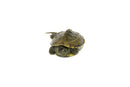 Reeves Turtle Baby (Mauremys reevesii)