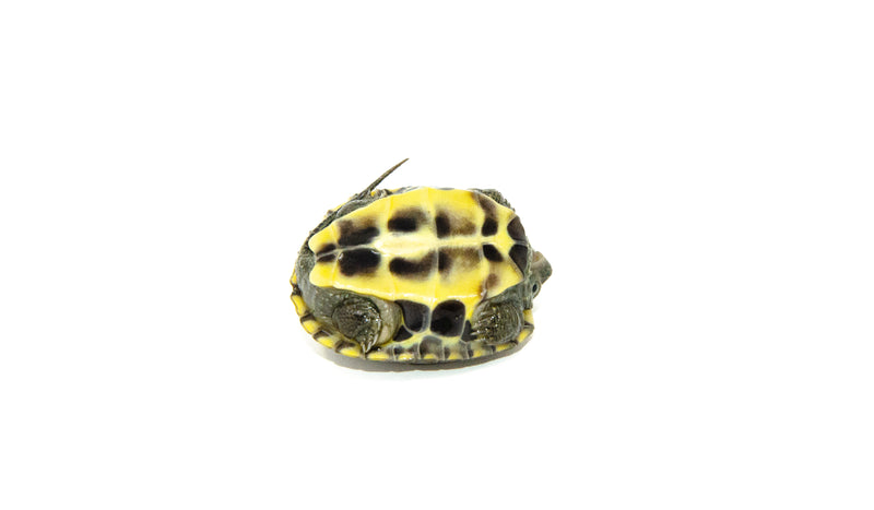 Reeves Turtle Baby (Mauremys reevesii)