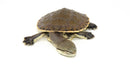 Hillary Sideneck Turtle Baby (Phrynops hilarii)