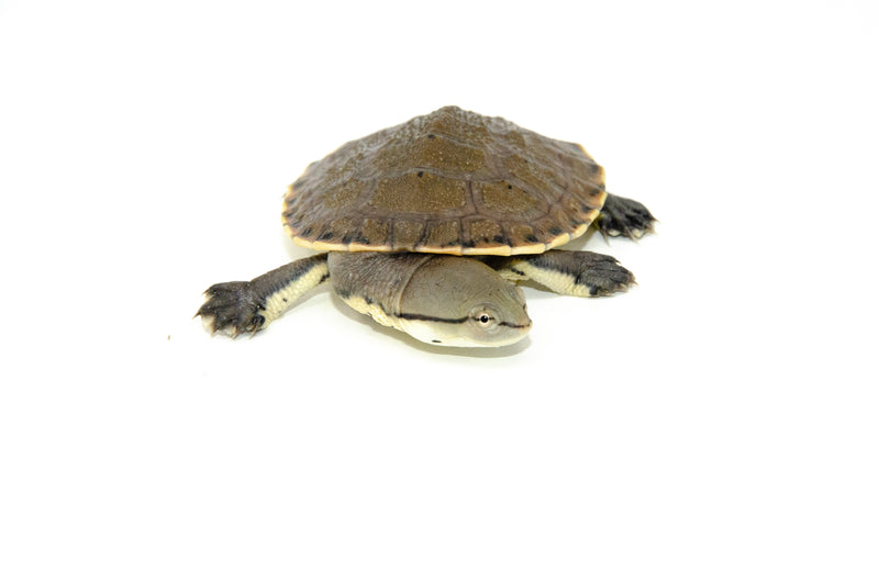 Hillary Sideneck Turtle Baby (Phrynops hilarii)