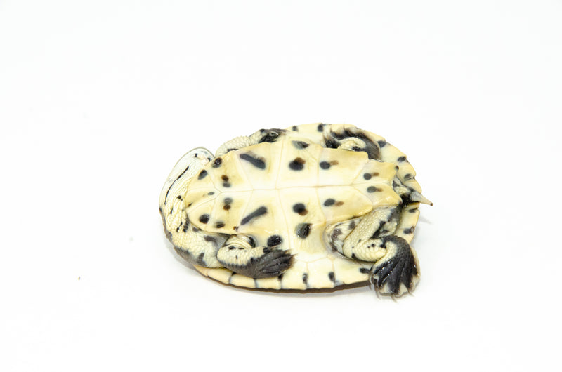 Hillary Sideneck Turtle Baby (Phrynops hilarii)
