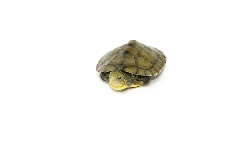 Yellow Pond Turtle Baby (Mauremy mutica)