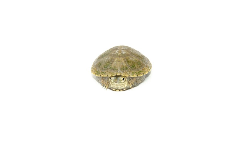 Yellow Mud Turtle Baby (Kinosternon flavescens)
