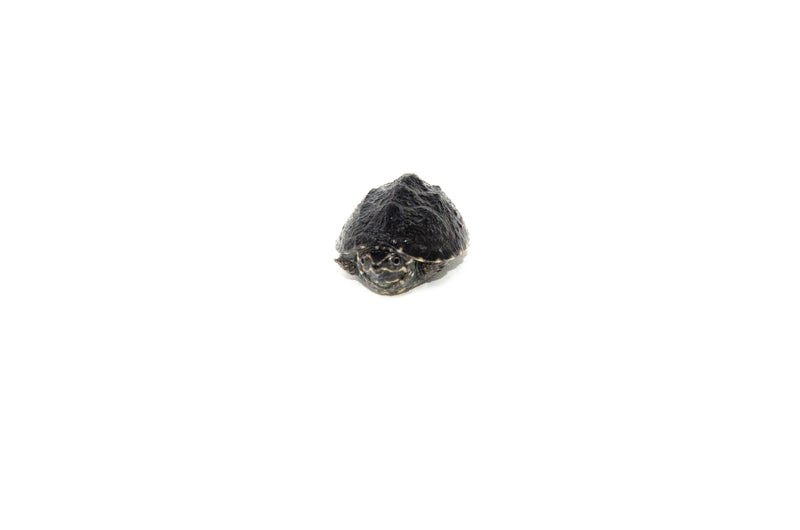 Common Musk Turtle Babies (Sternotherus odoratus)